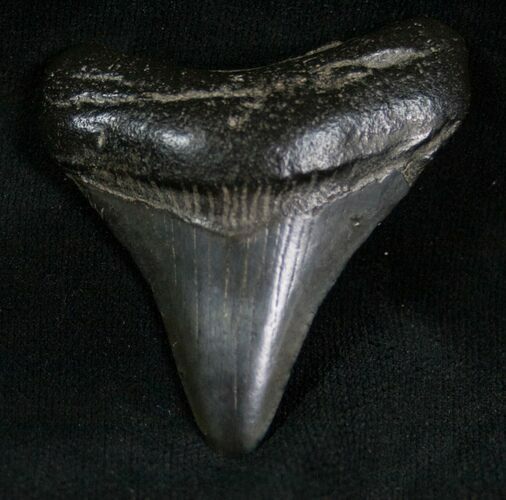 Megalodon Tooth - Peace River, Florida #7312